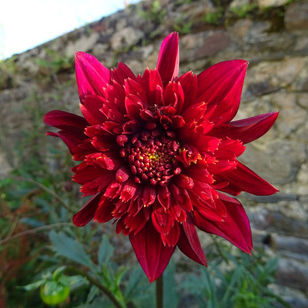 Dahlia Jive