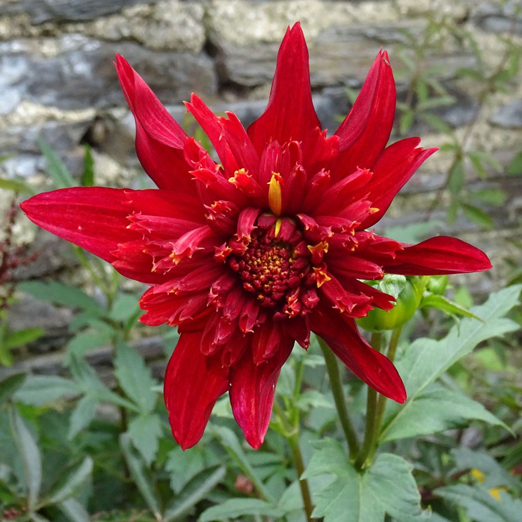 Dahlia Jive