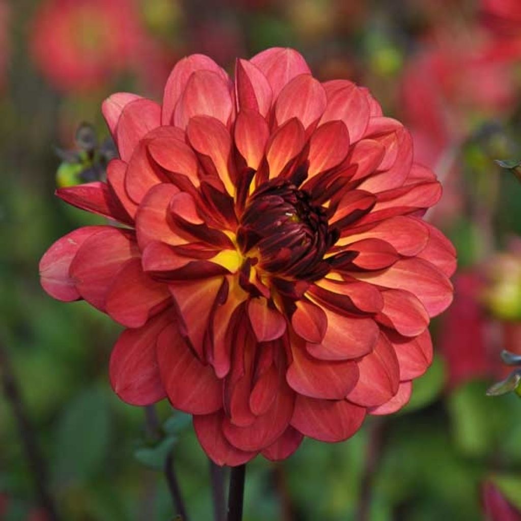 Dahlia décoratif Antibes