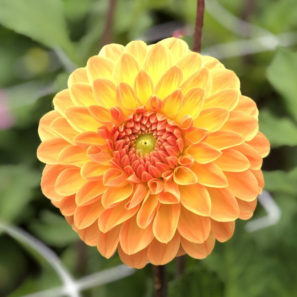 Dahlia balle Amber Crystal