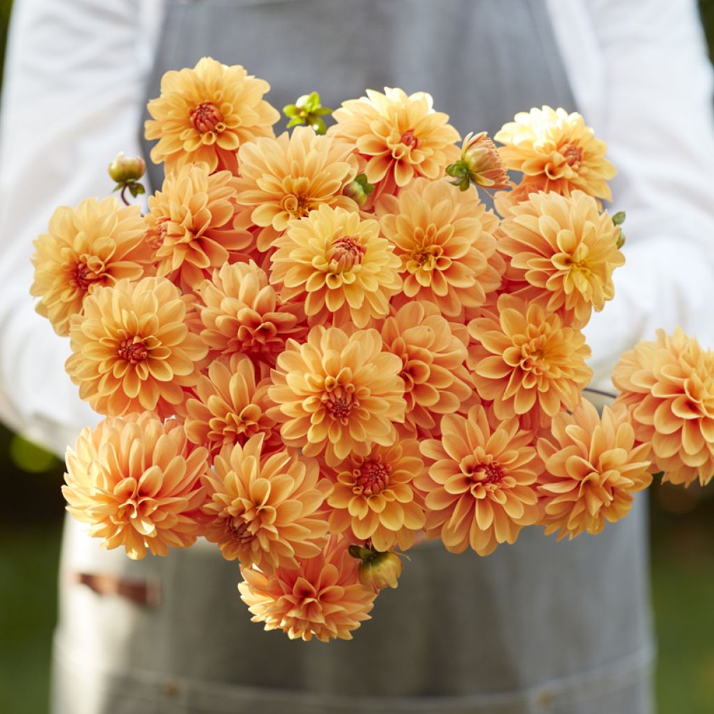 Dahlia Bazuin® Bright Orange