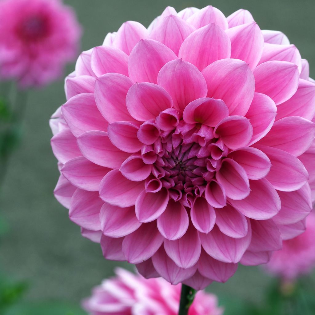 Dahlia Boy Scout