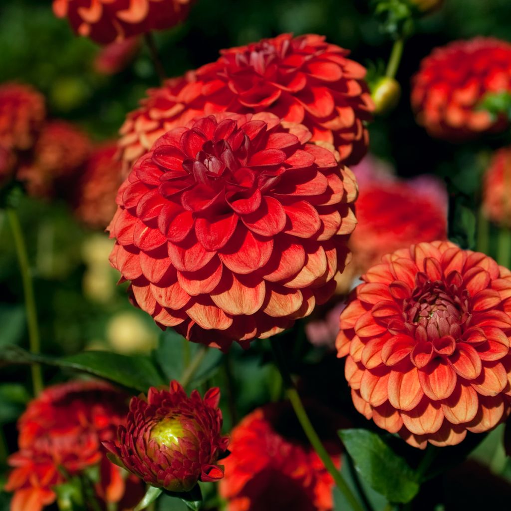 Dahlia Brown Sugar