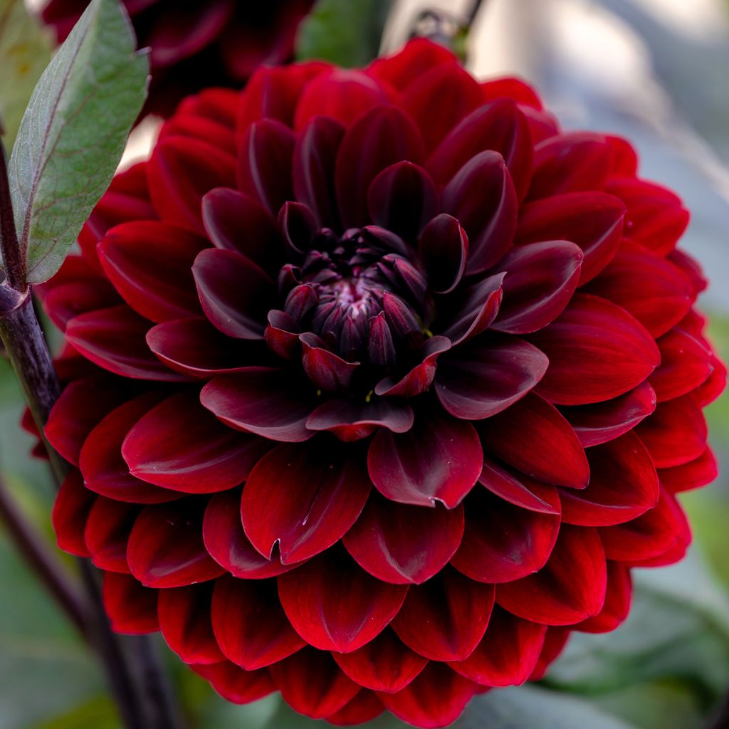 Dahlia Dark Spirit