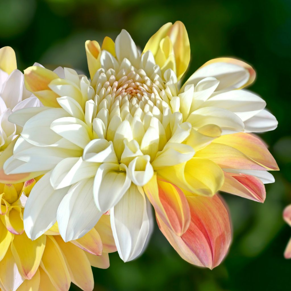 Dahlia Double Jill