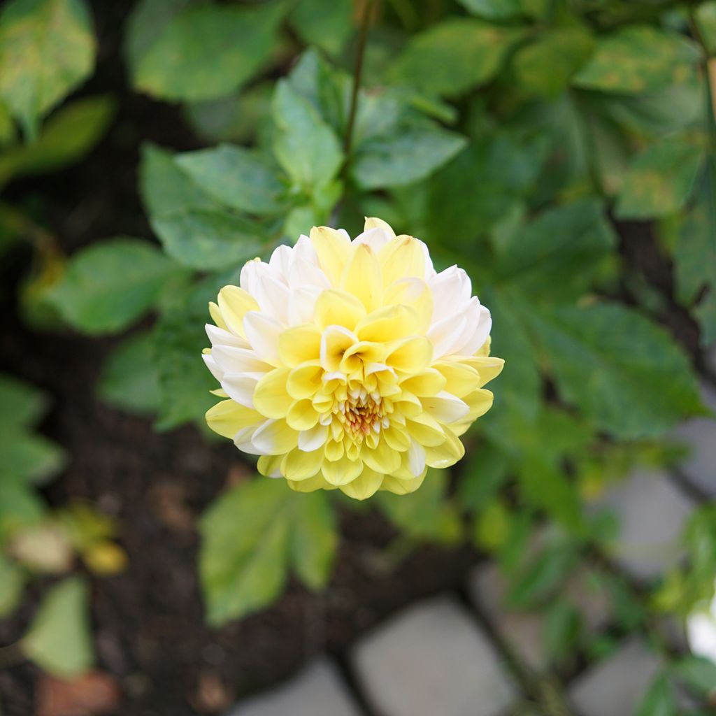 Dahlia Double Jill