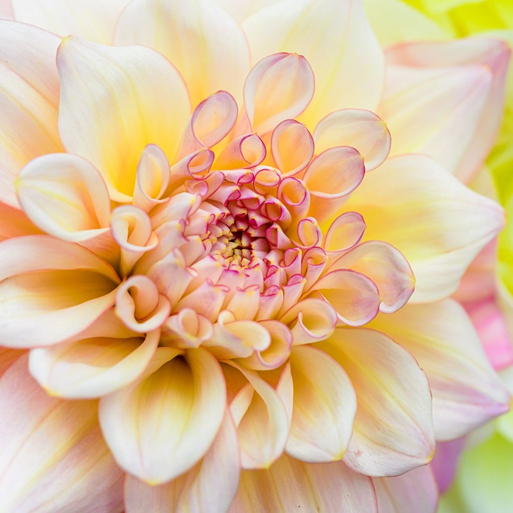 Dahlia Double Jill