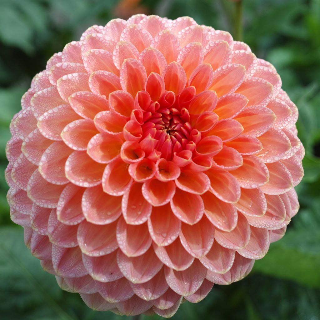 Dahlia Hillcrest Suffusion