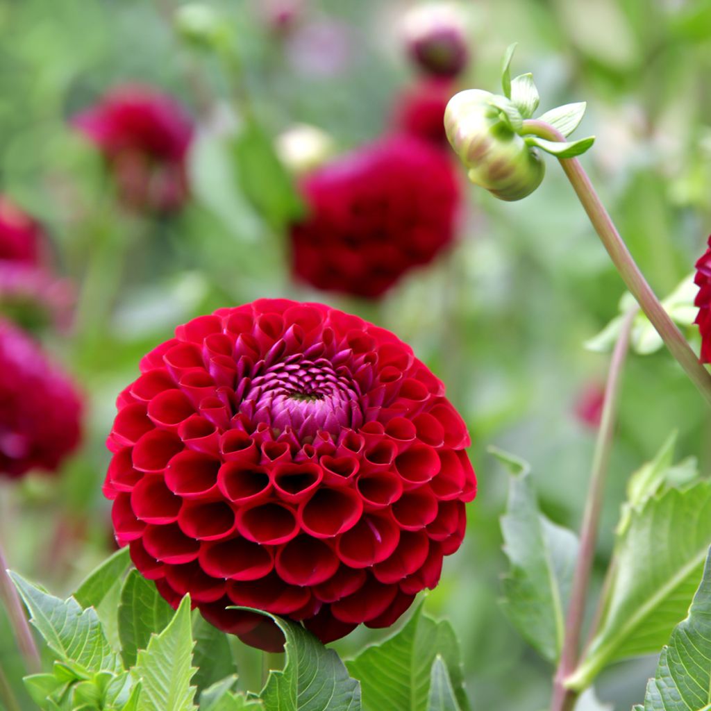 Dahlia Jowey Mirella