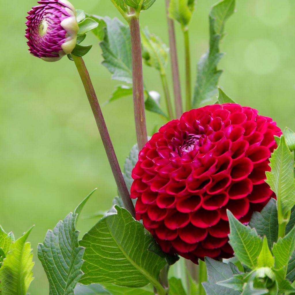 Dahlia Jowey Mirella