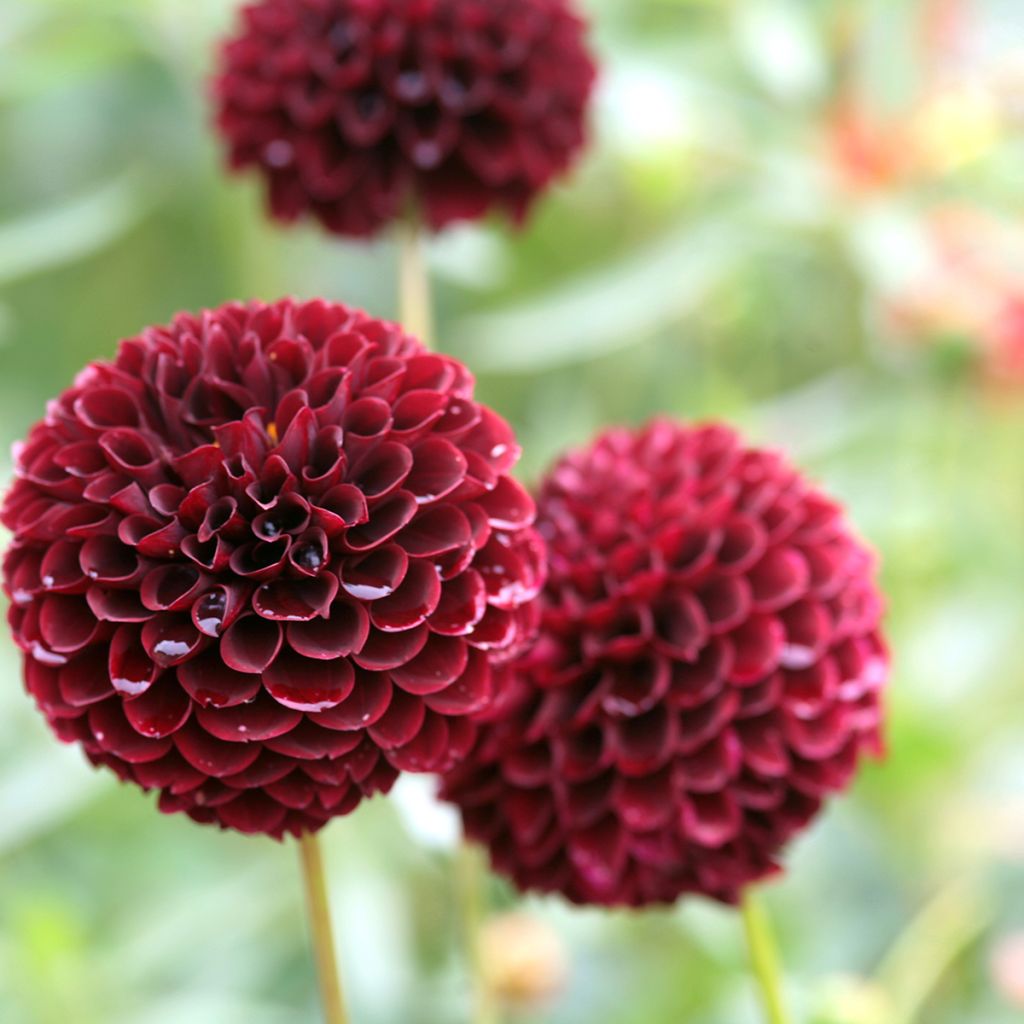 Dahlia Jowey Mirella