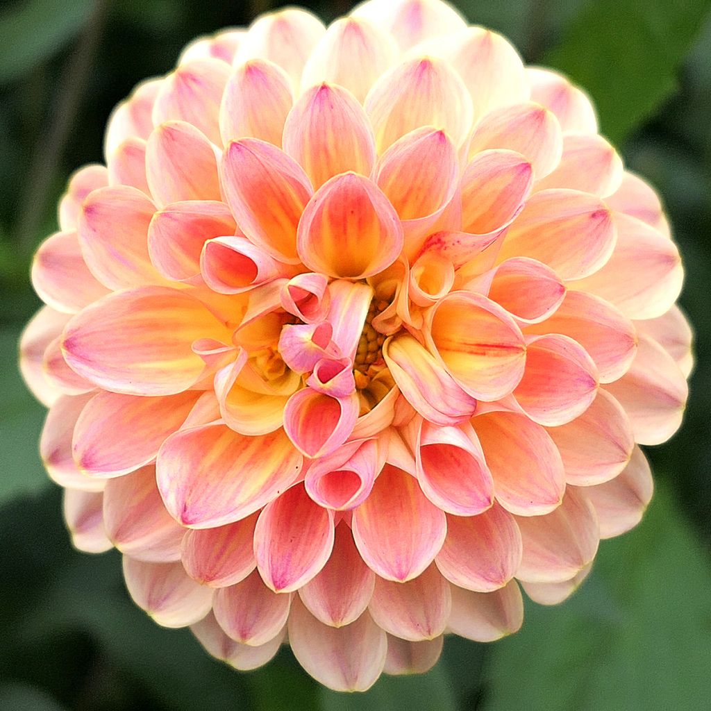 Dahlia Jowey Winnie