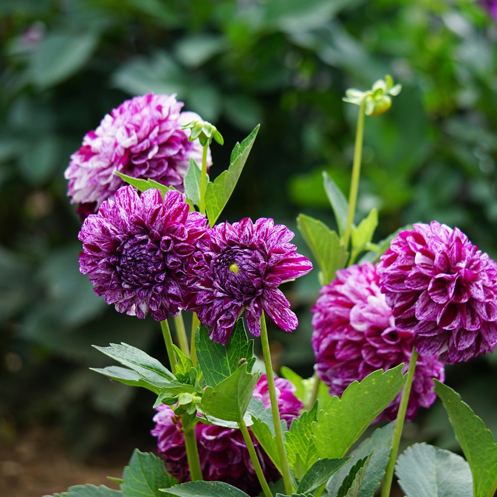 Dahlia Marble Ball