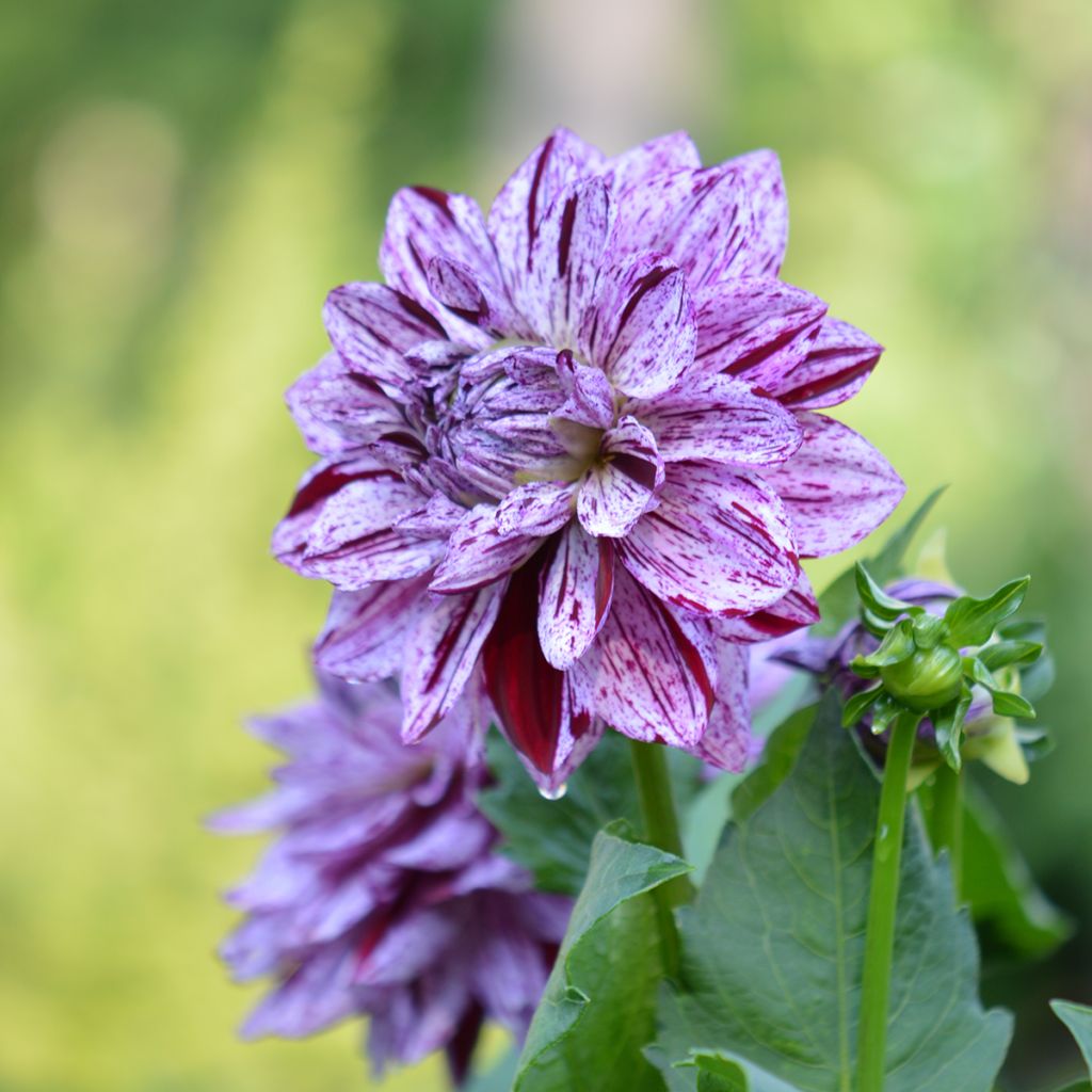 Dahlia Marble Ball