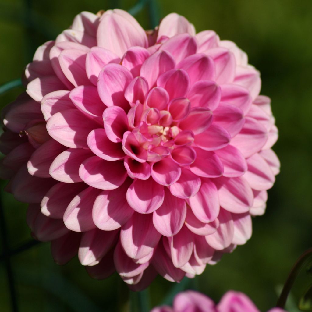 Dahlia Peter