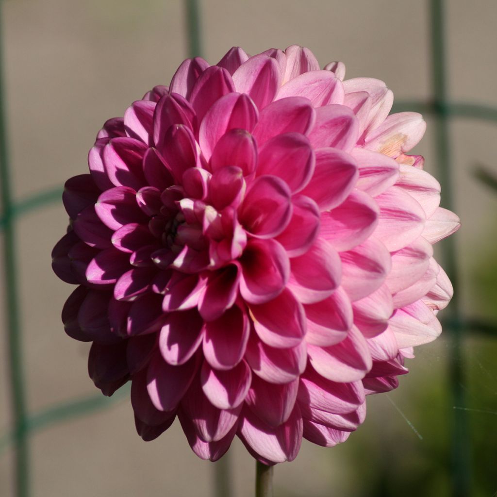 Dahlia Peter