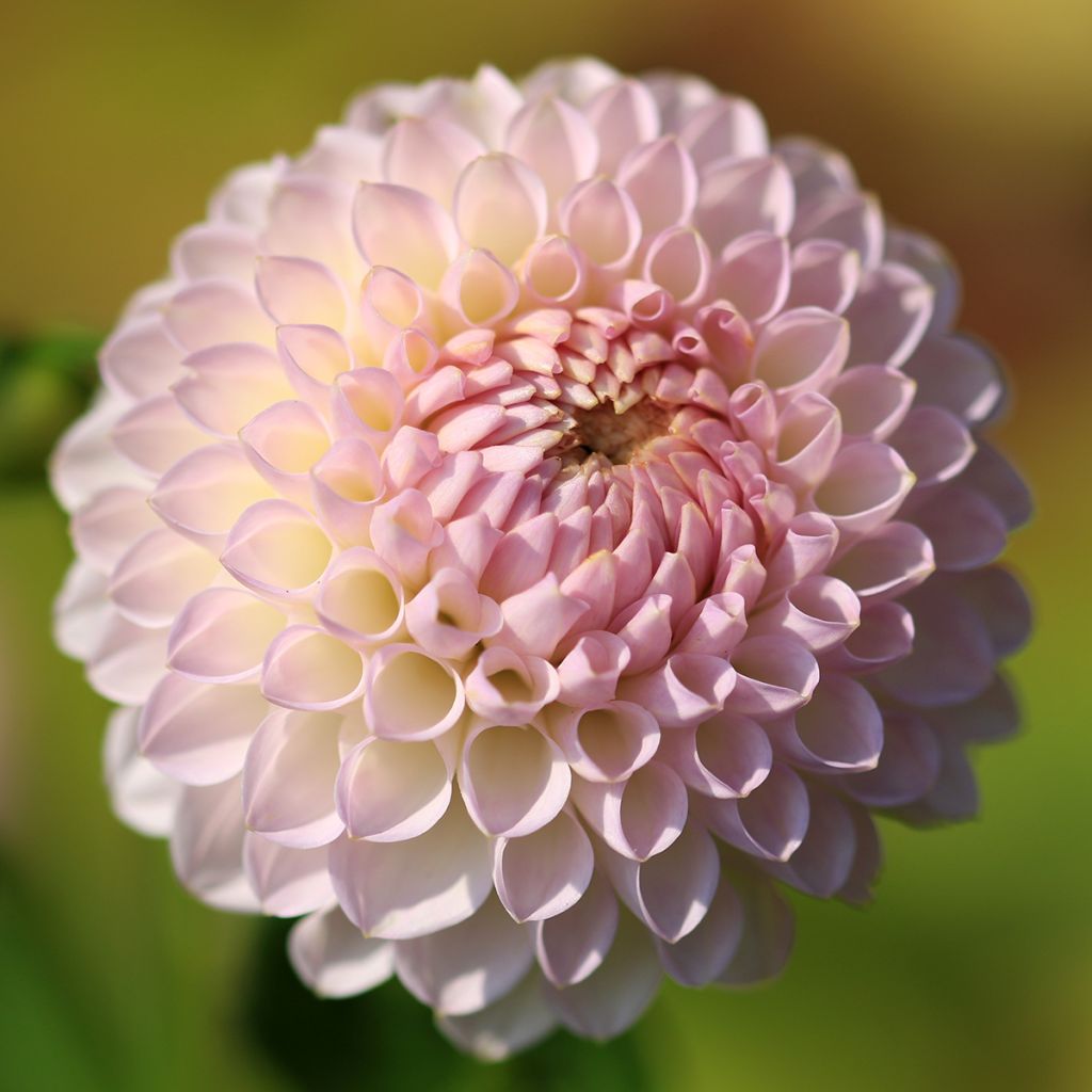 Dahlia Pink Pearl