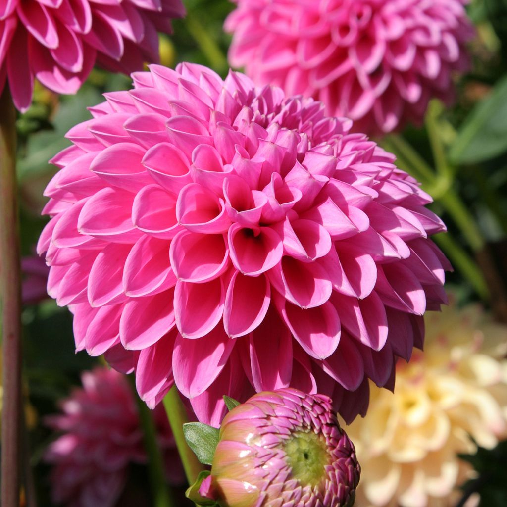 Dahlia Pink Sylvia