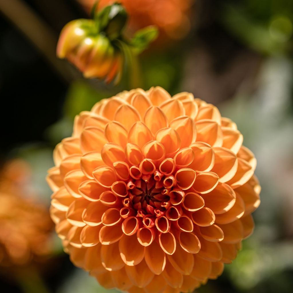 Dahlia Sylvia