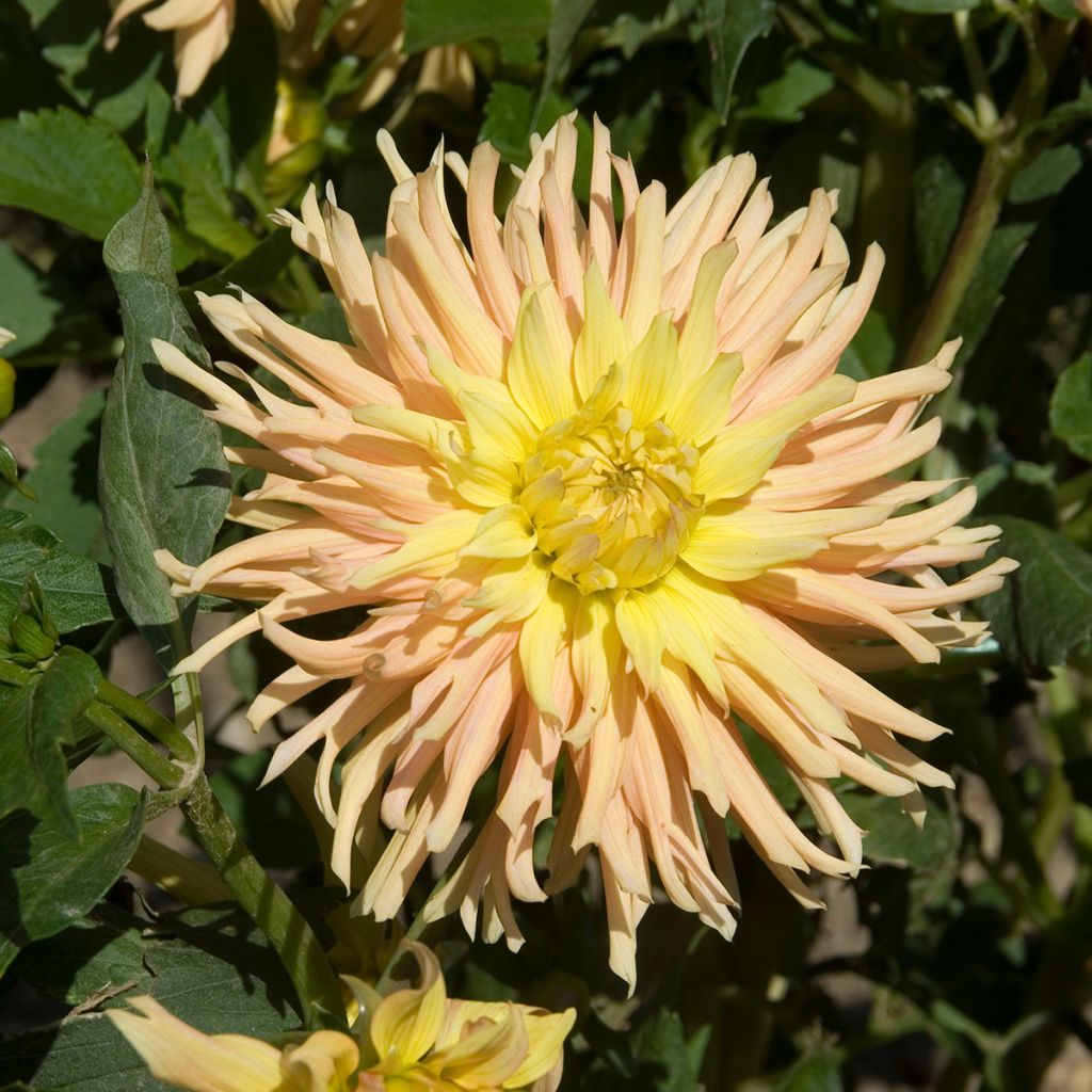 Dahlia Apricot Star