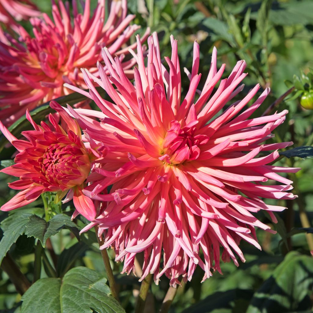 Dahlia Bora Bora