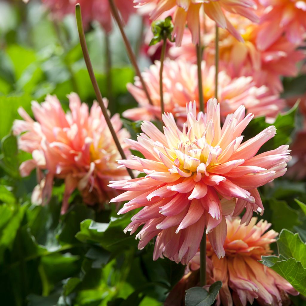 Dahlia Camargue