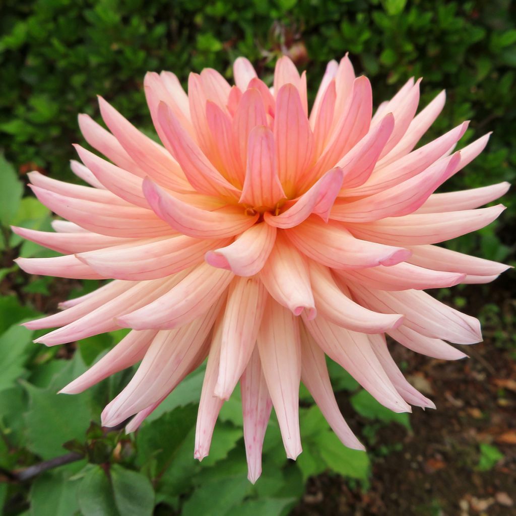 Dahlia Camargue