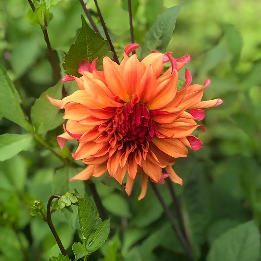 Dahlia cactus Erpeler Ley