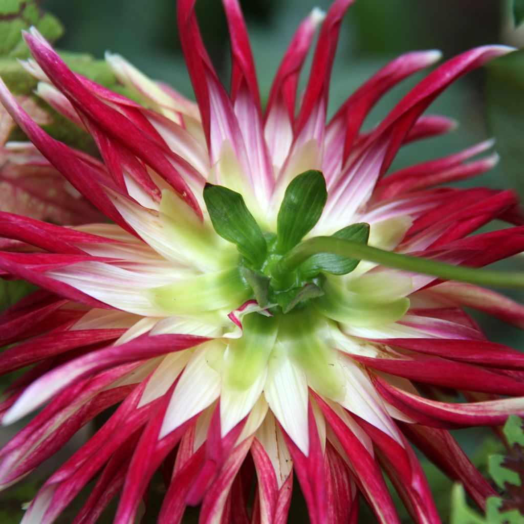 Dahlia Friguolet