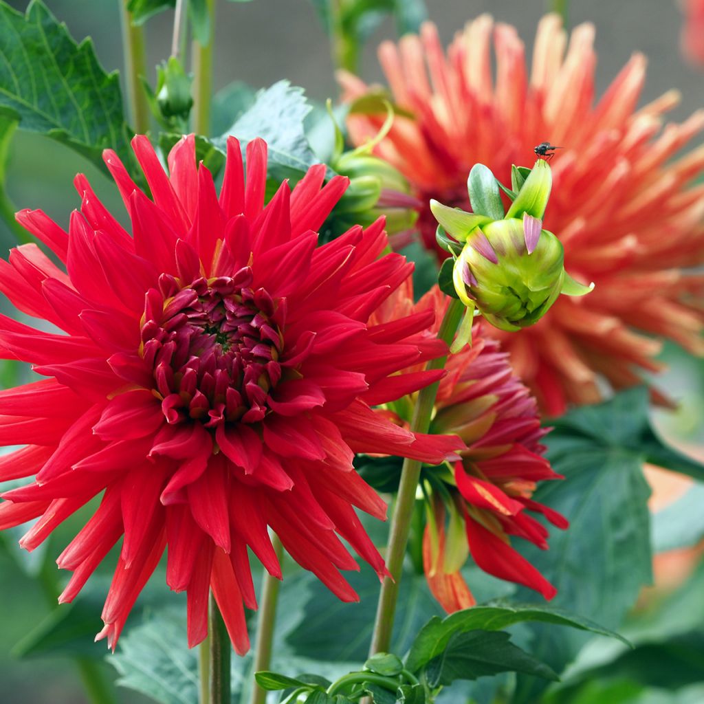 Dahlia Red Majorette