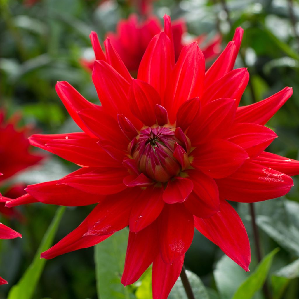 Dahlia Red Majorette