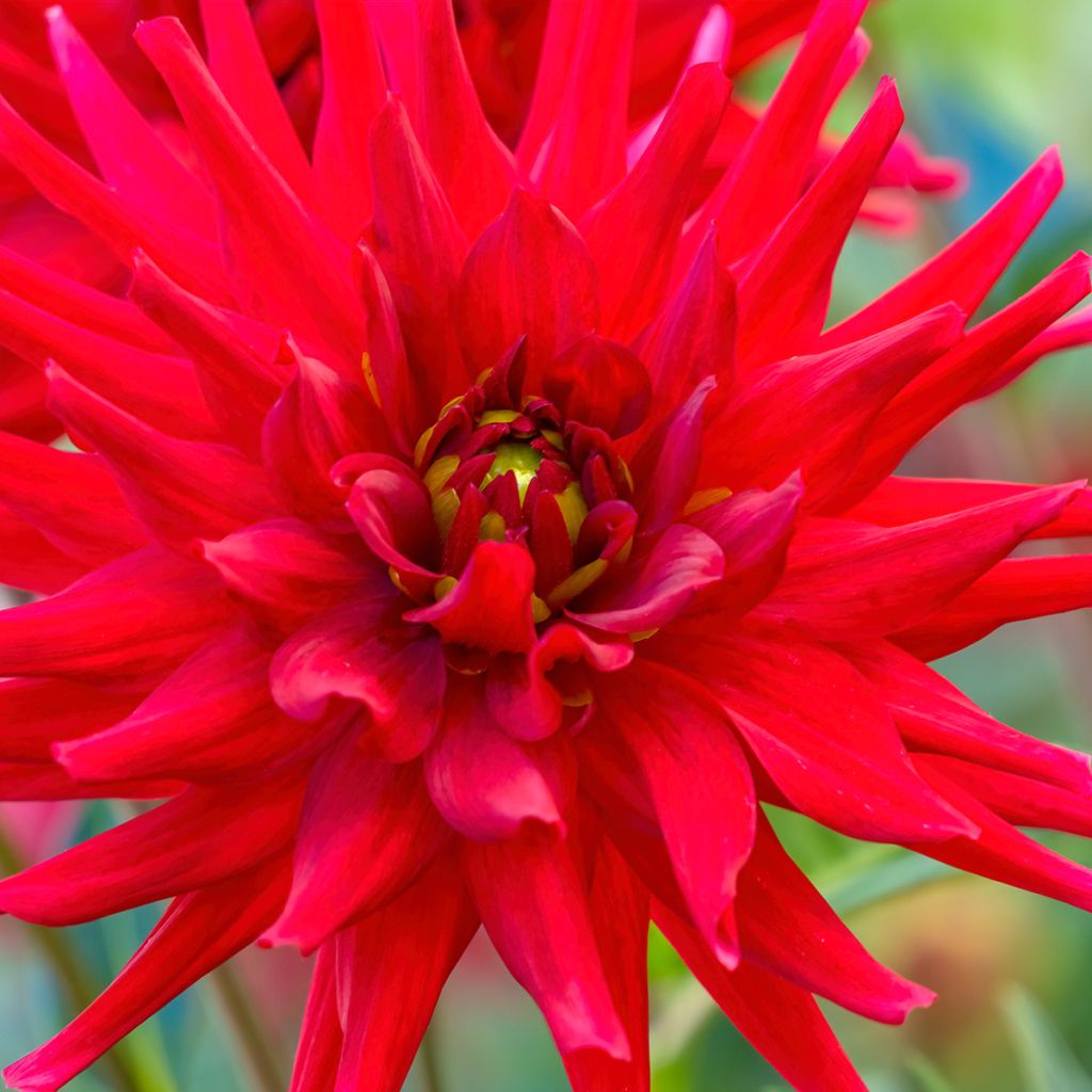 Dahlia Red Majorette