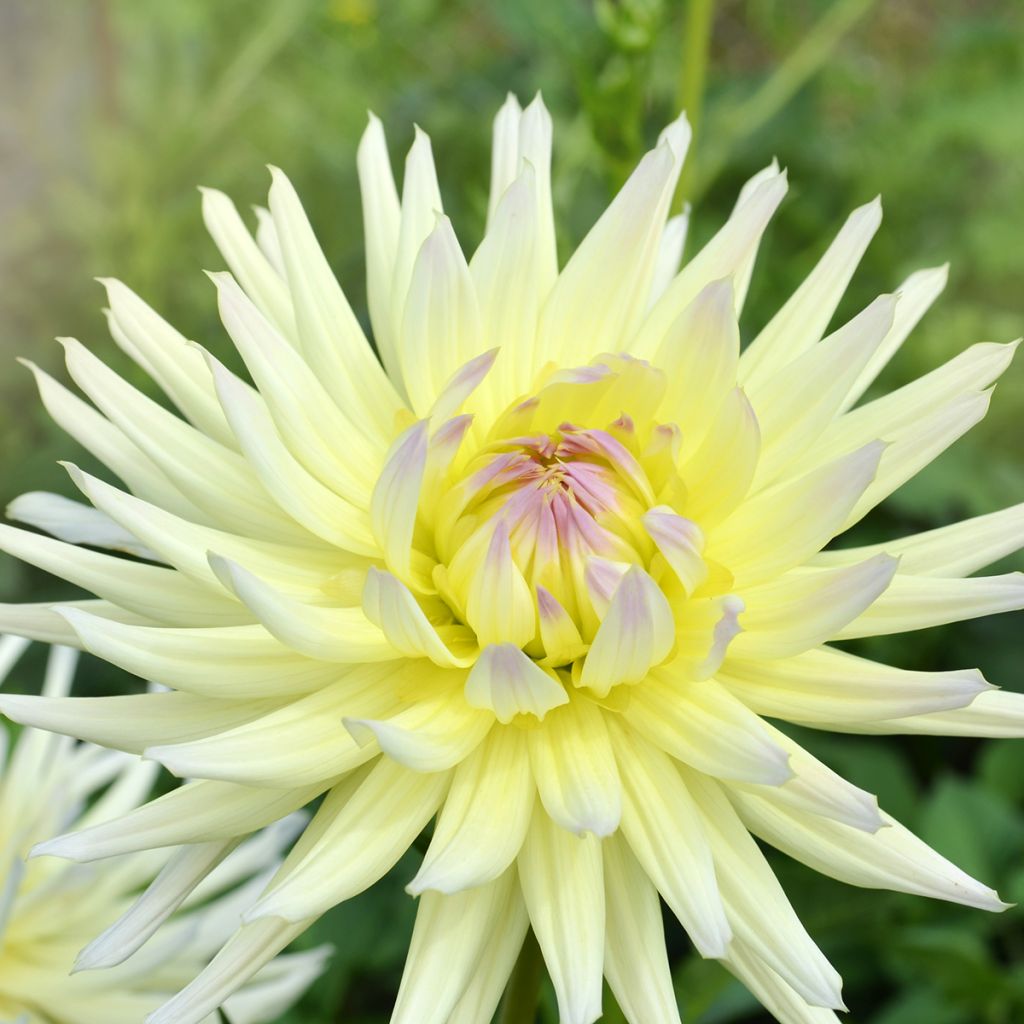 Dahlia Shooting Star