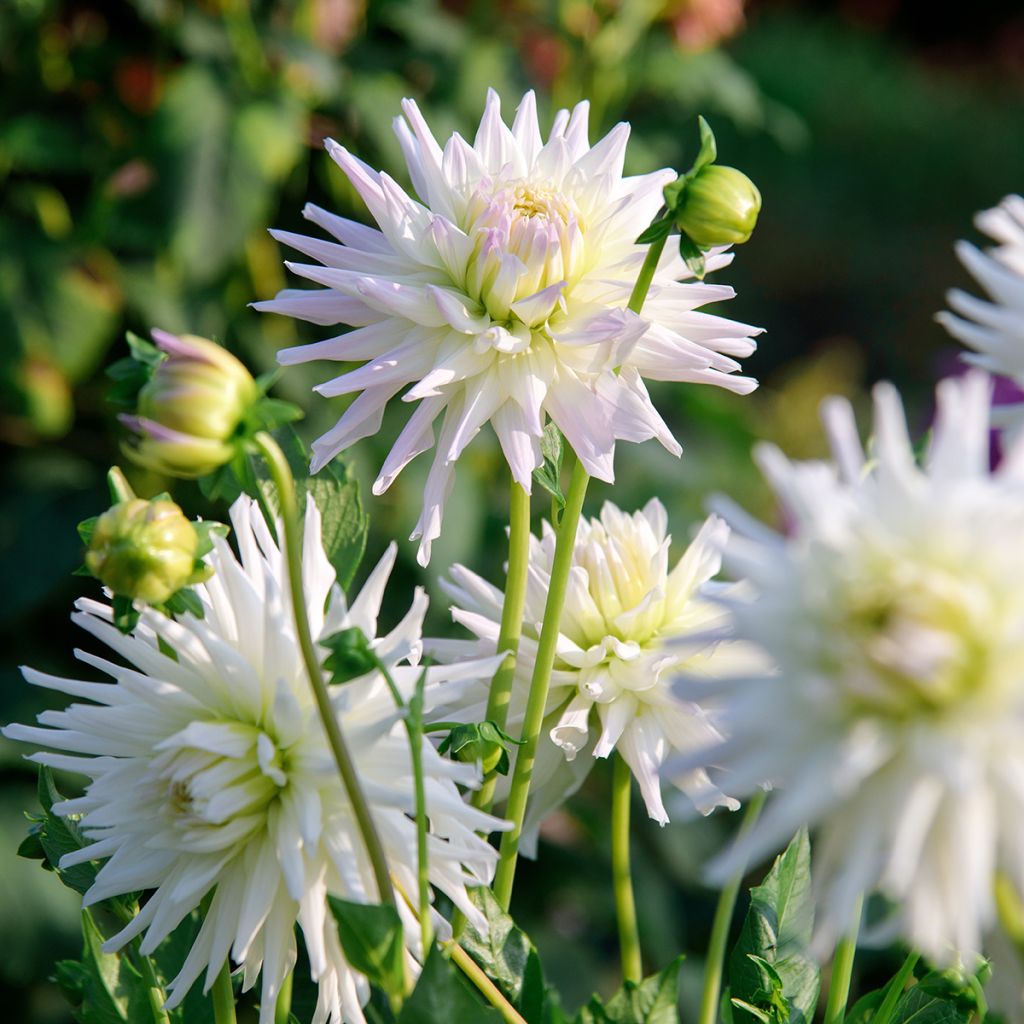 Dahlia Shooting Star