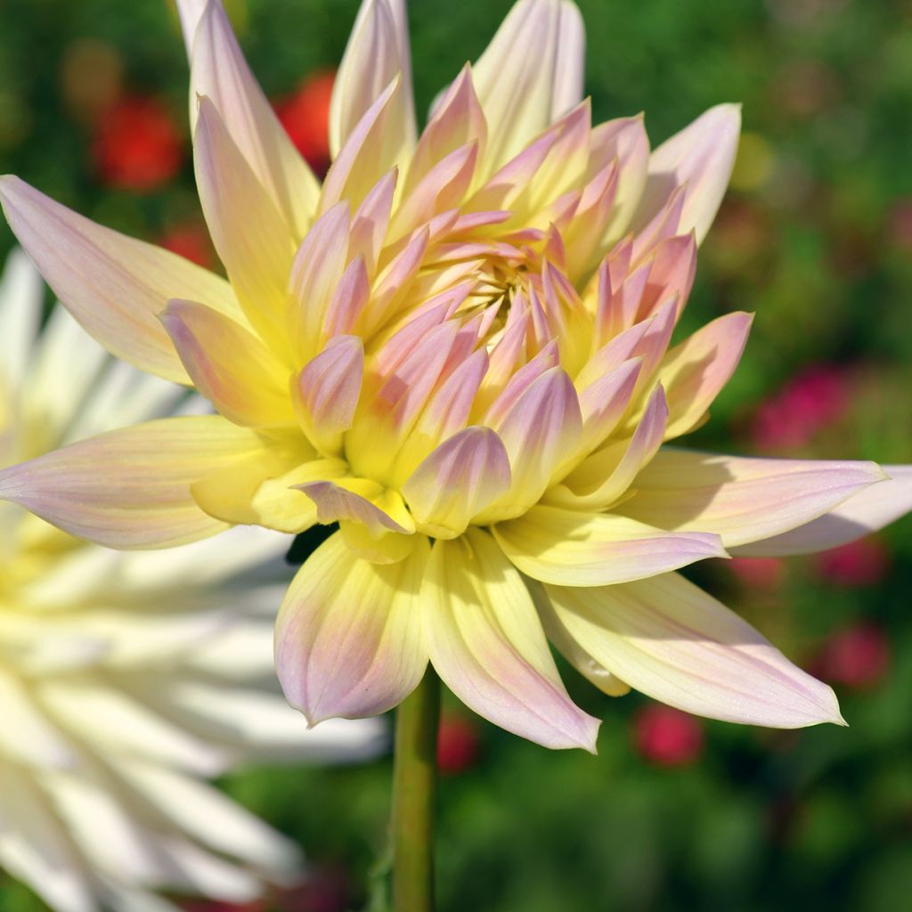 Dahlia Shooting Star