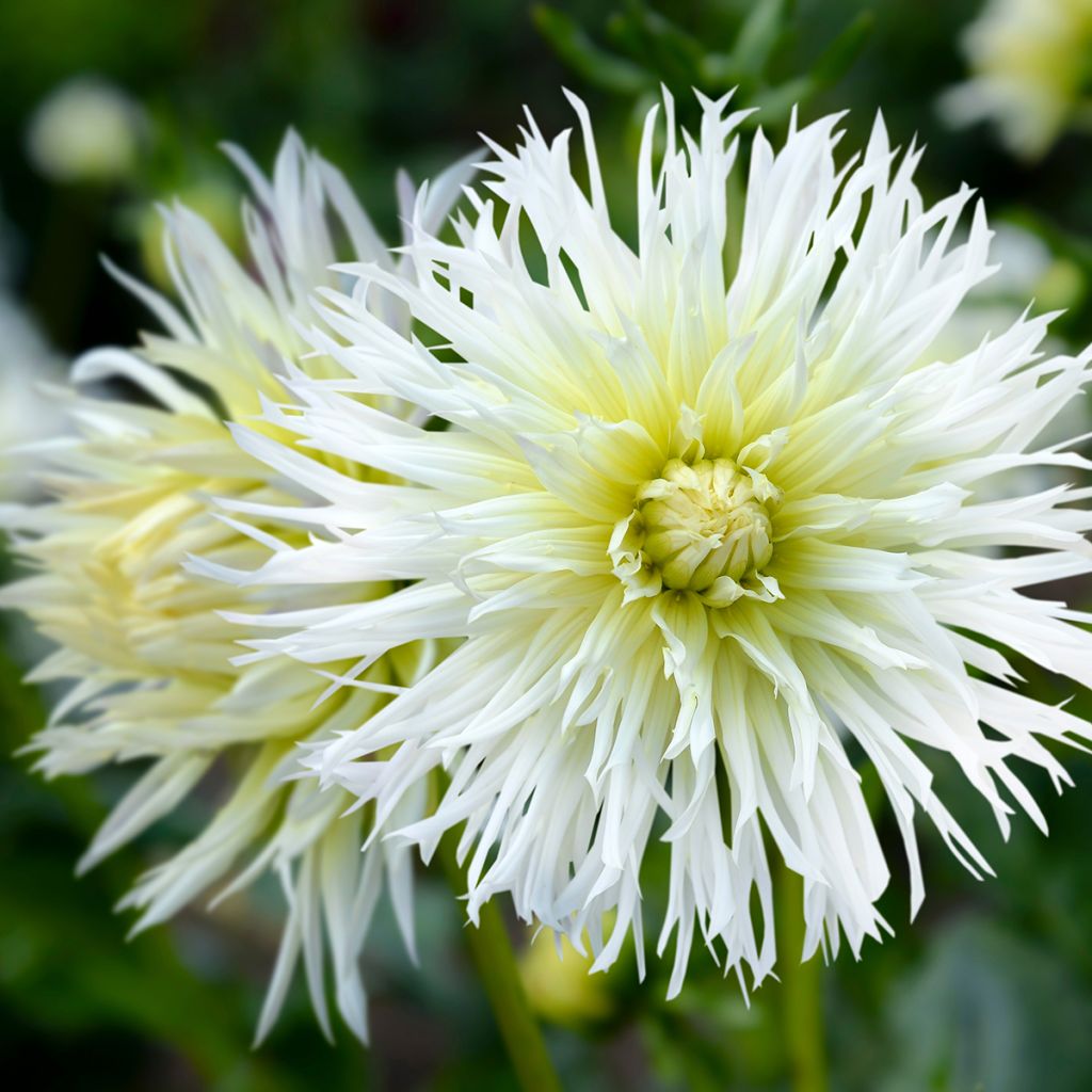 Dahlia Ice Crystal