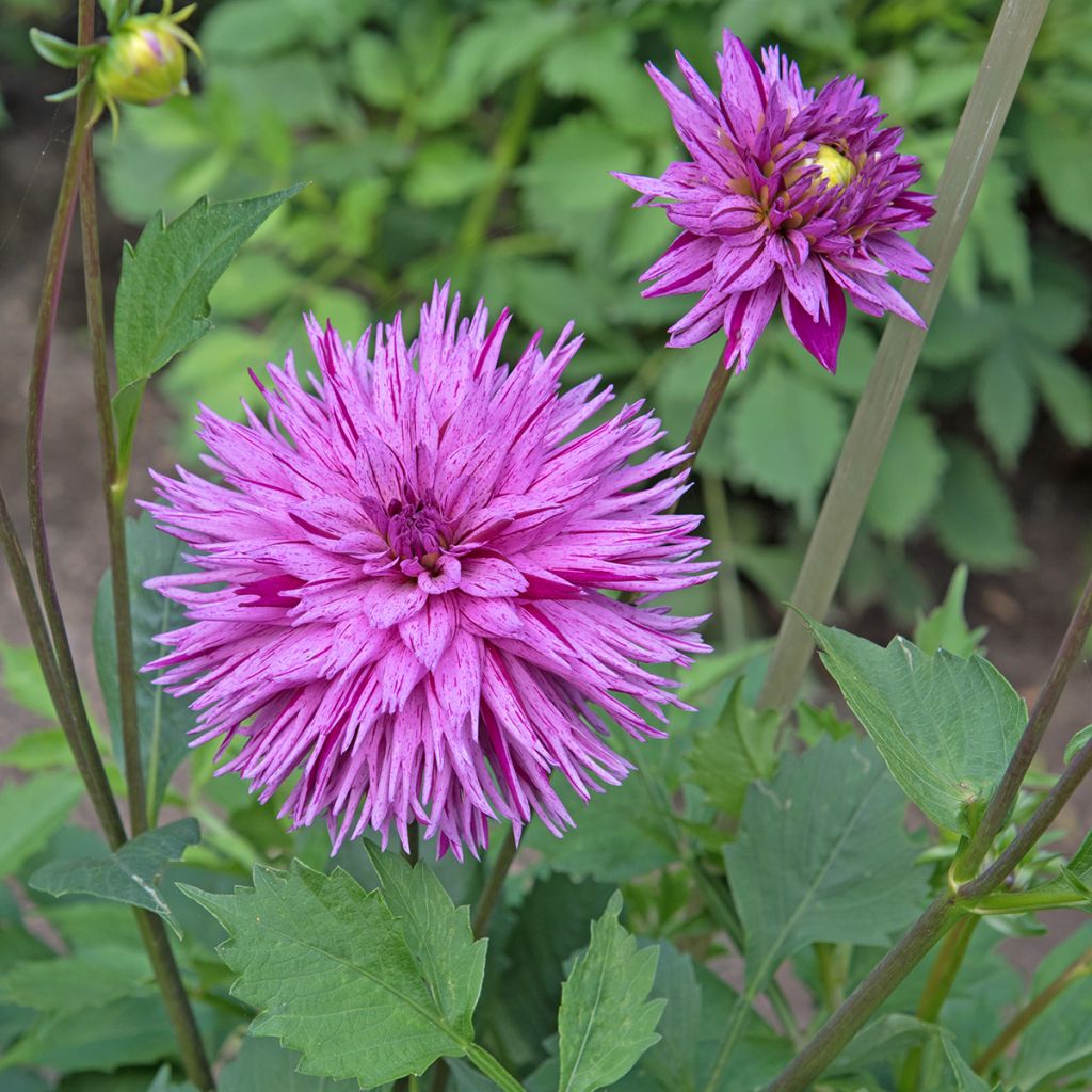 Dahlia Striped Ambition