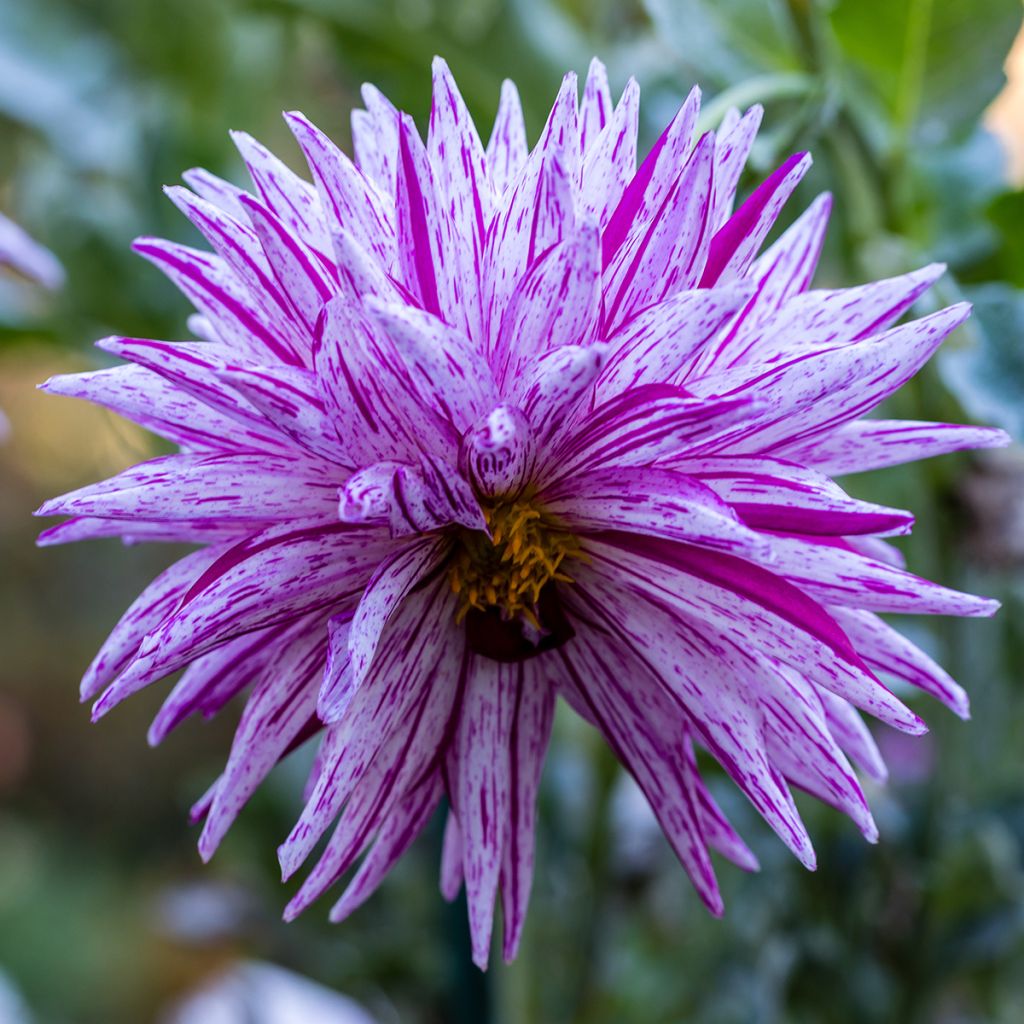 Dahlia Striped Ambition