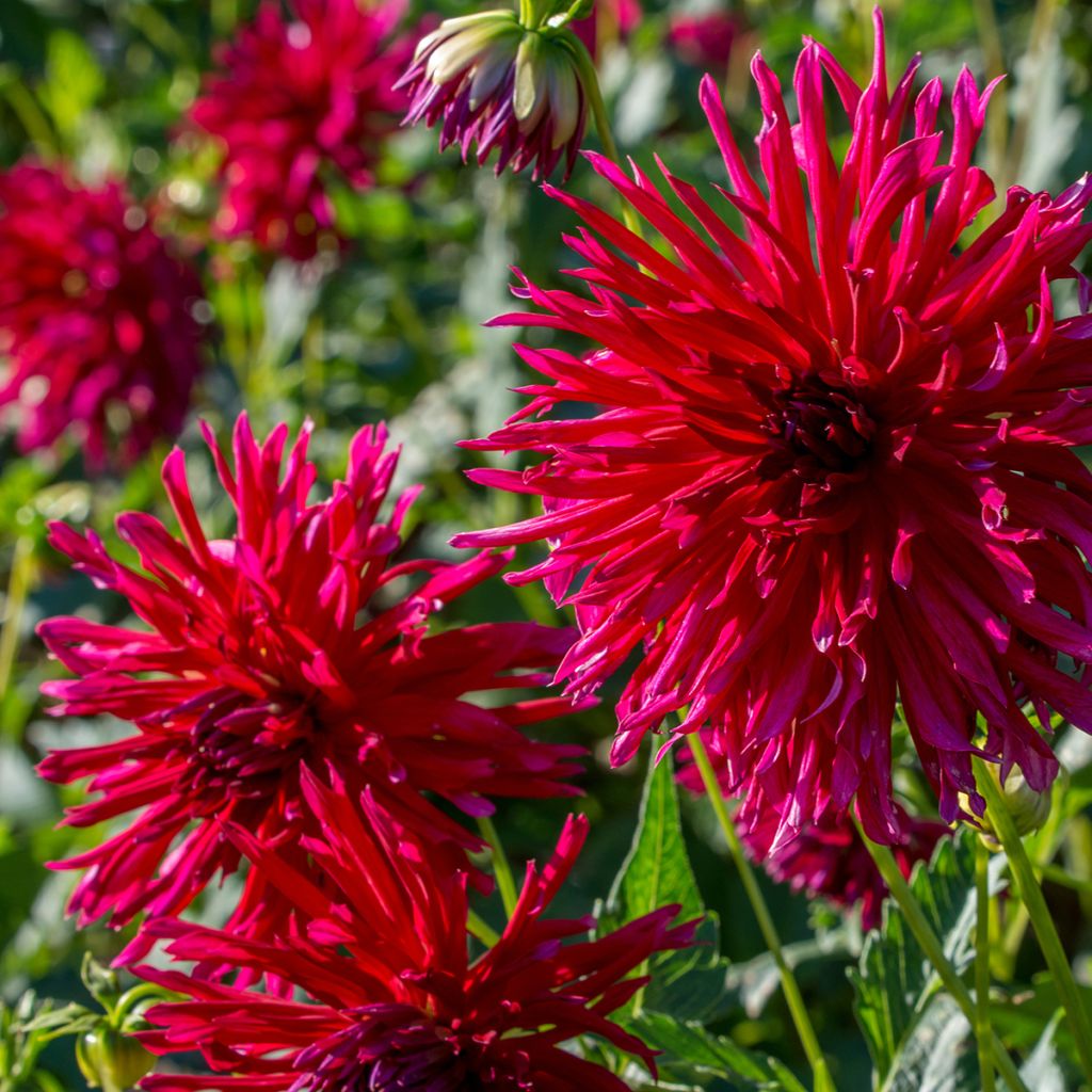 Dahlia Urchin