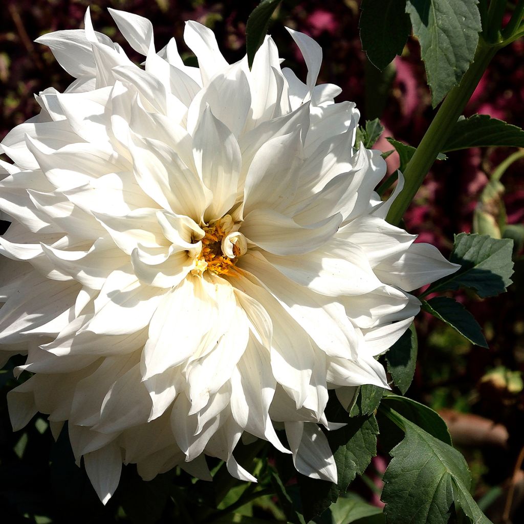 Dahlia Aspen