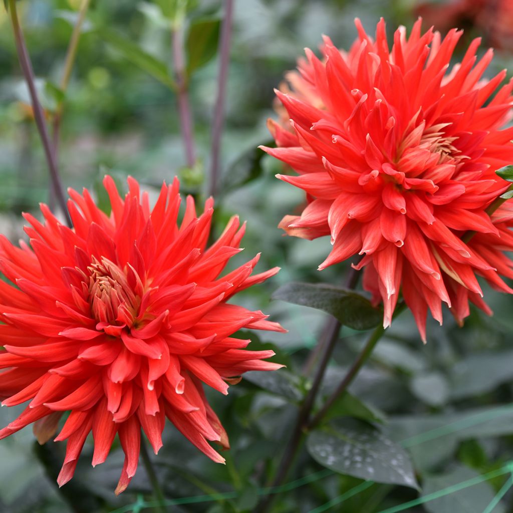 Dahlia Park Idylle