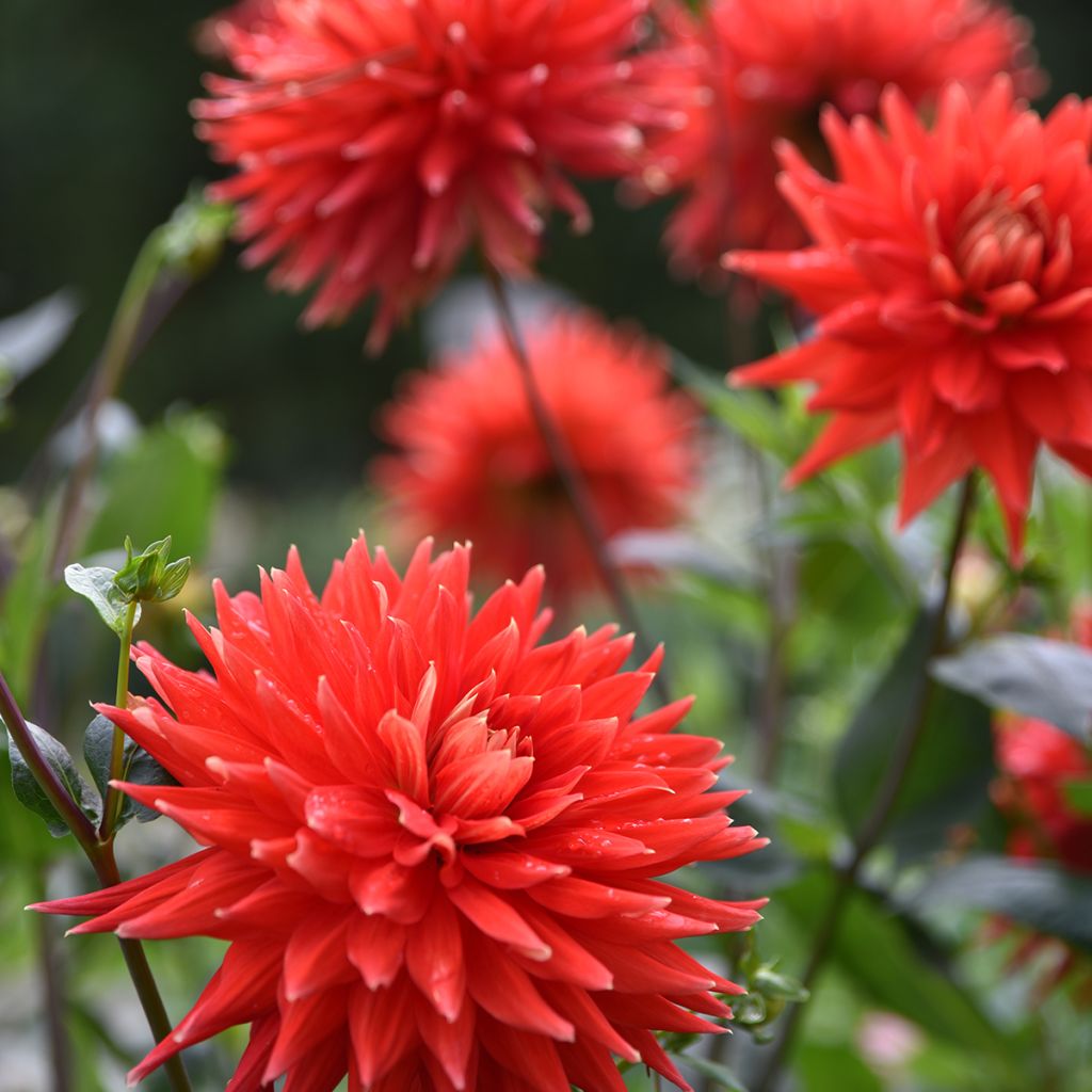 Dahlia Park Idylle