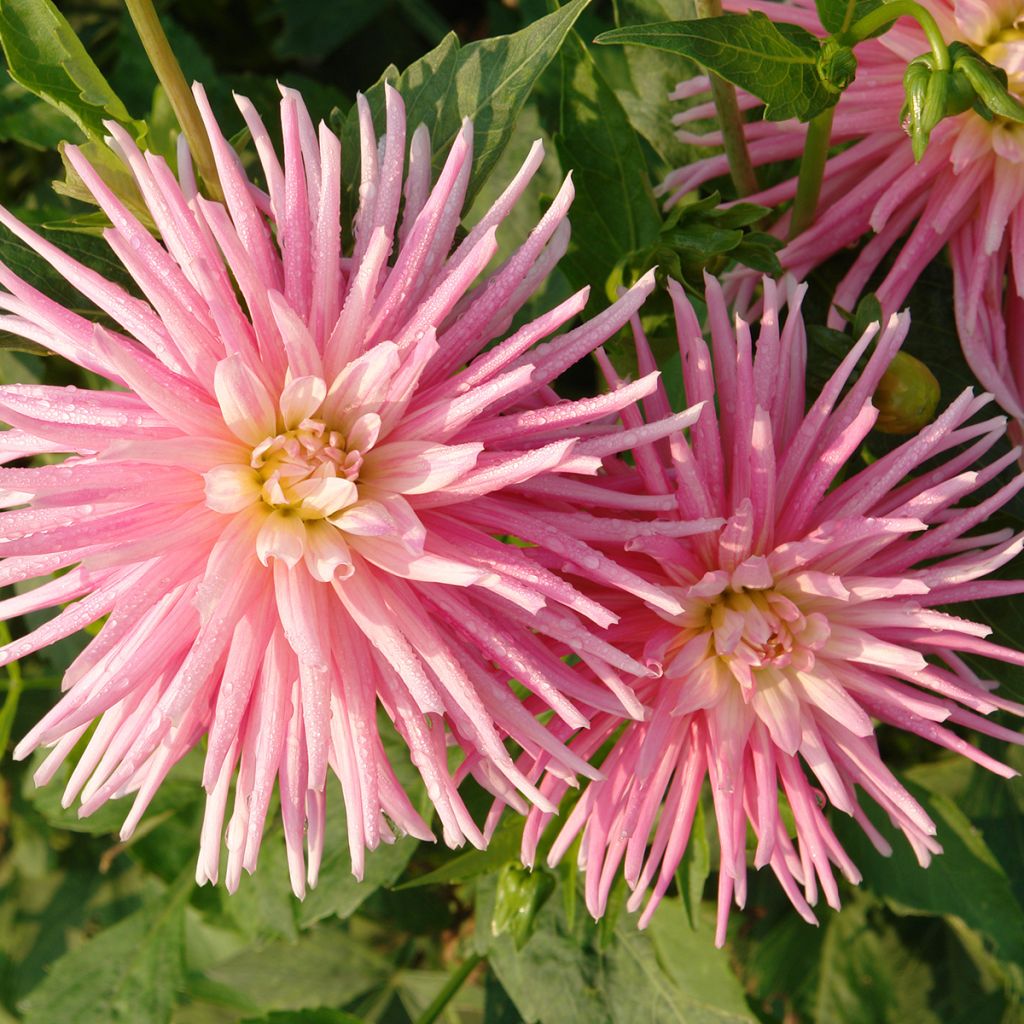 Dahlia Park Princess