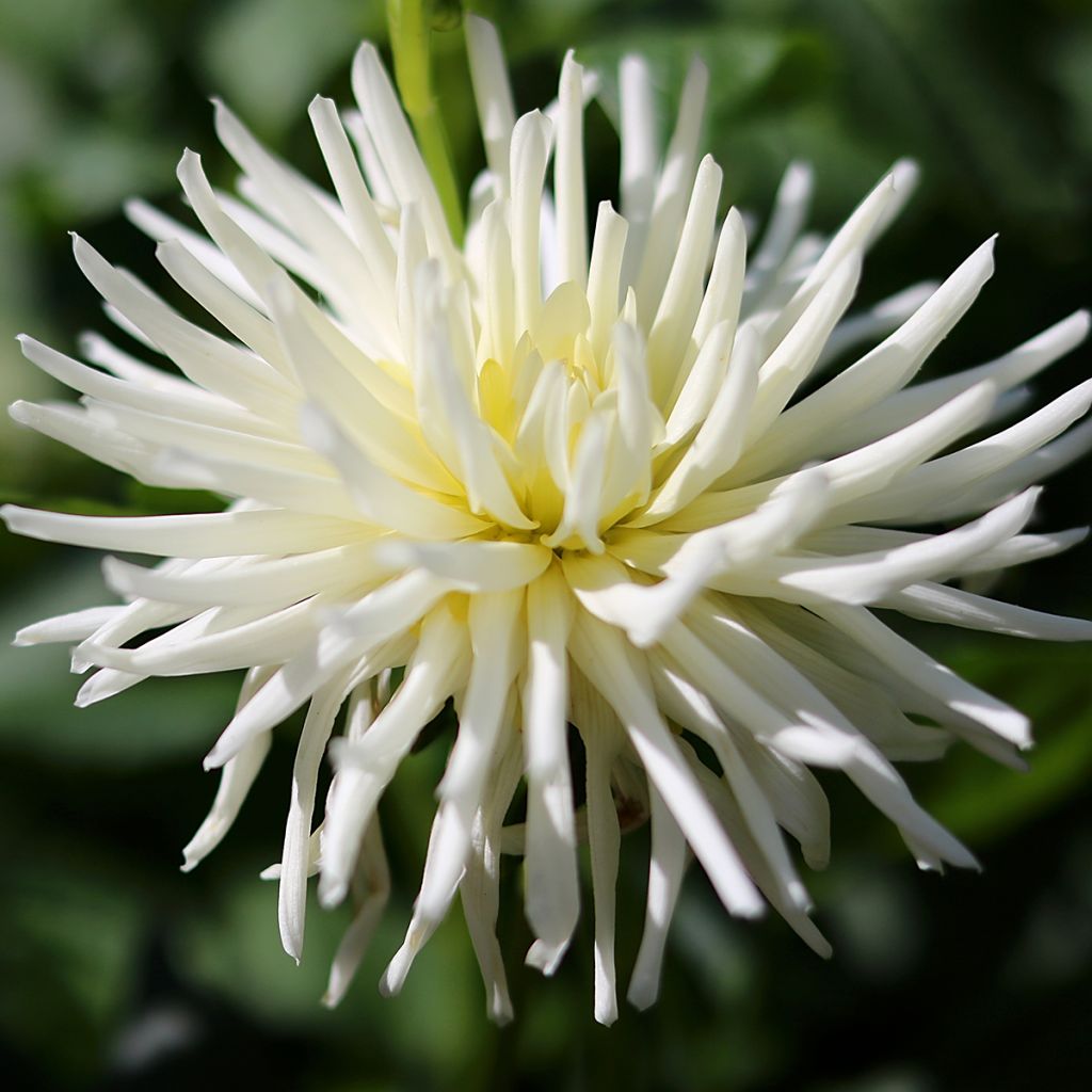 Dahlia Playa Blanca