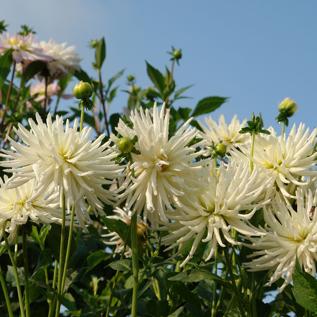 Dahlia Playa Blanca