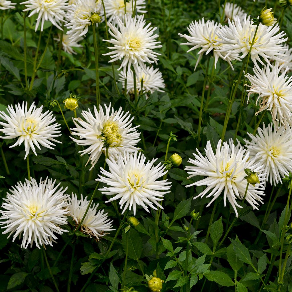 Dahlia Playa Blanca