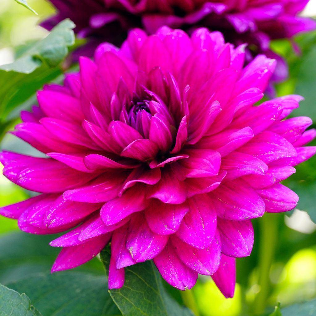 Dahlia Berner Oberland