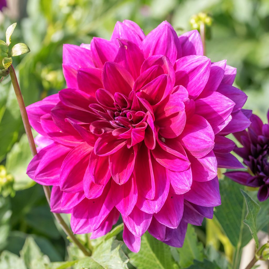 Dahlia Berner Oberland