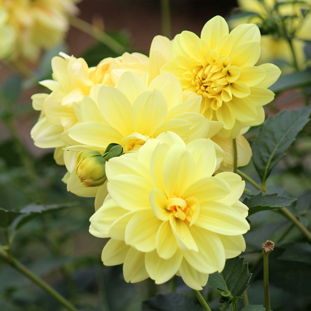 Dahlia Glory of Heemstede