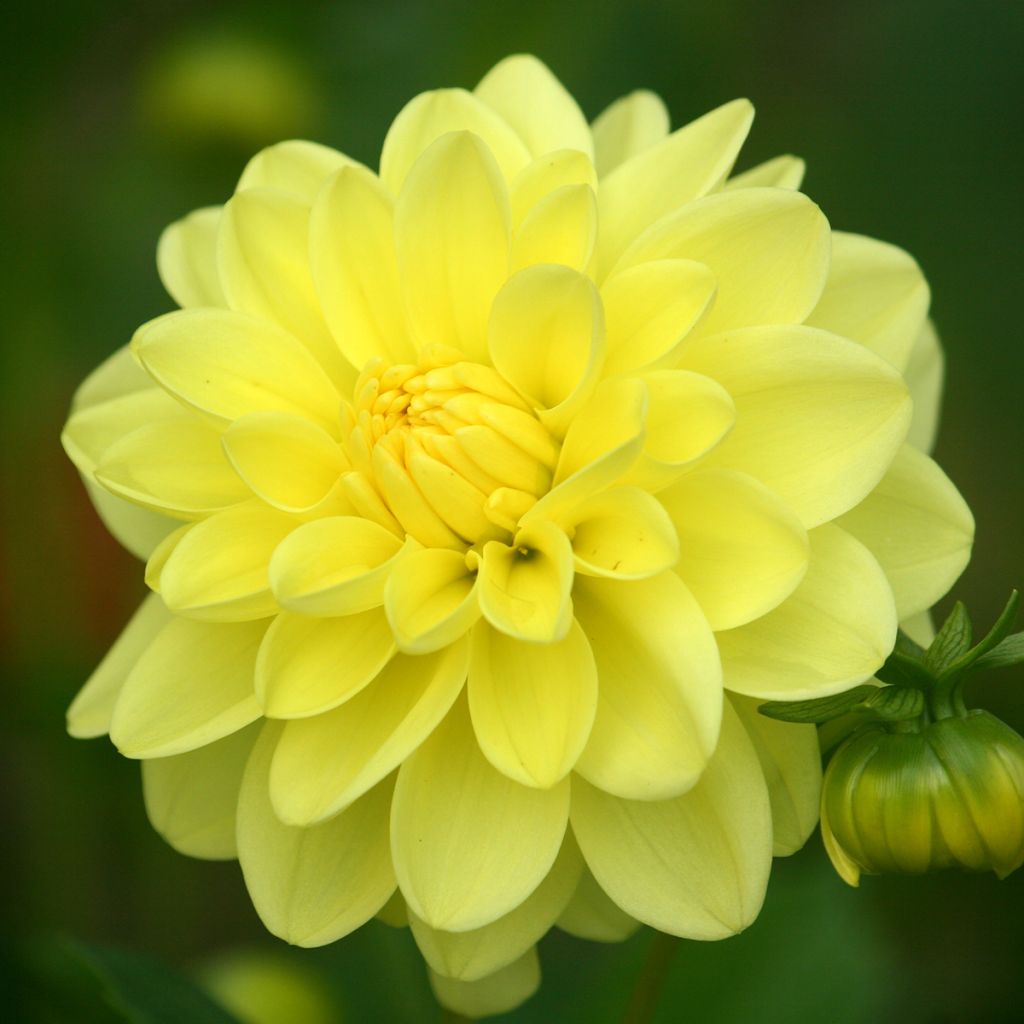 Dahlia Glory of Heemstede